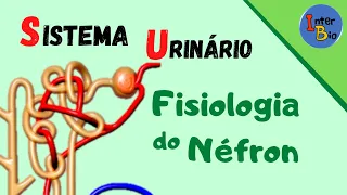 Sistema Urinário - Fisiologia do Néfron