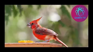 aves de colombia birds in the world 2