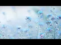 Download Lagu Blue flower face lyric video
