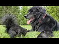 Bernese Mountain Dog X Golden Retriever Thor Playing with a wild Squirrel