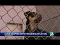 Nearly all dogs adopted after hoarding situation crowds Sacramento shelter
