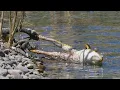 Download Lagu Dramatic long fight between grass snake and frog / Langer Kampf zwischen Ringelnatter und Frosch