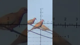 صيد طيور بالبندقية التشيكي يوريجان وتصوير من داخل المنظار Hunting Pigeons By Pcp Охота на птиц 