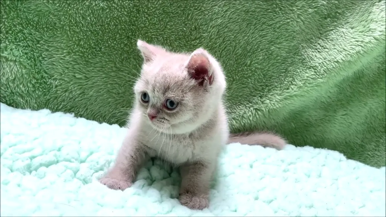 動画