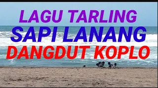 lagu tarling sapi lanang dangdut koplo