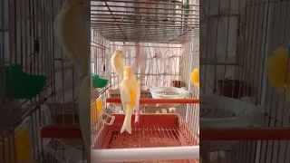 ذكر الكناري جاااهز و يغرد بقوة للأنثى للتزاوج 