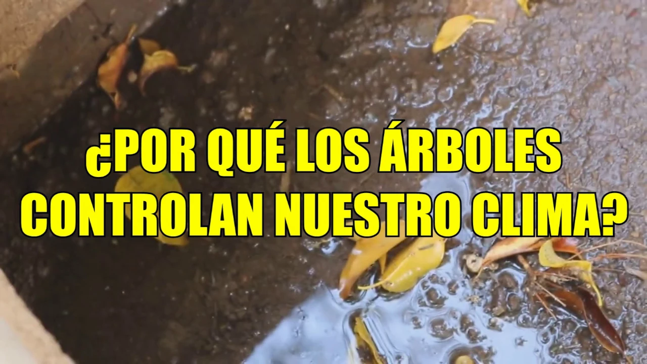 Bioclimatología - Evapotranspiración: ¿por qué los árboles controlan nuestro clima?
