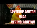 Lagu LOVEBIRD JANTAN NADA KERING NGEDOBEL