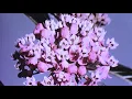 Tei Shi - Nevermind The End (Lil Sad Remix) ❀