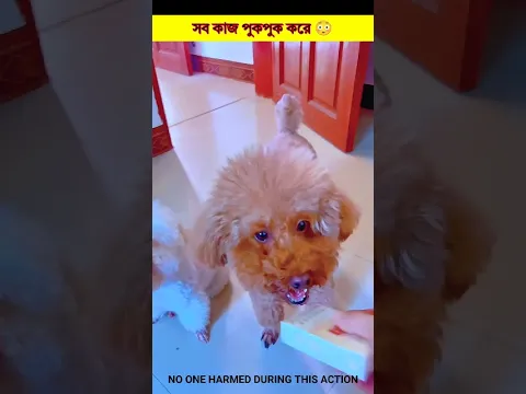 সব কাজ পুকপুক করে 😳#shorts