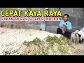 Download Lagu CARA PEMBUATAN PAKAN MURAH 50 INDUKAN PALING MUDAH DAN RINGAN