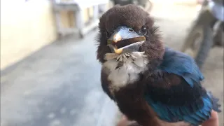 suara anak burung cekakak gacor untuk pemikat indukan the sound of birds chirping