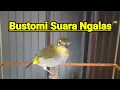 Download Lagu Ampuh Bustomi Ngalas Pleci Ini Memancing Bunyi Suara Pleci Bustomi Gacor Super Cepat (15/6/24)