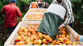 Download How American Farmers Produce Billions Of Peaches - Amreican Farming MP3