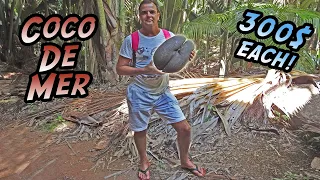 Coco de Mer – The Mysterious Fruit of the Seychelles – Sailing Seychelles E6