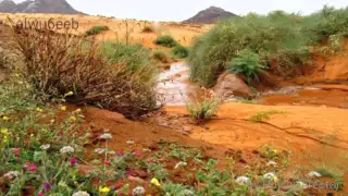 شيلة اللابة اليامية  أداء صالح الهمامي دندنها