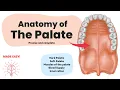 Anatomy of the Palate Short Complete Human Anatomy