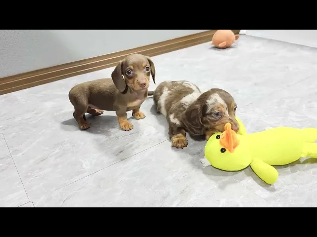 動画