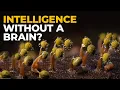 The Insane Biology of Slime Mold