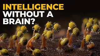 the insane biology of slime mold