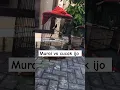 Download Lagu murai batu vs cucak ijo #muraibatu #burung #cucakhijau #shorts