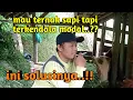 Download Lagu modal untuk memulai ternak sapi‼️ yang penting action