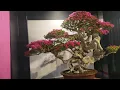bougainvillea bonsai