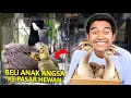 Download Lagu BELI ANAK ANGSA JINAK DI PASAR HEWAN TERBESAR BANDUNG!