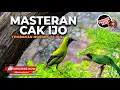 Download Lagu Masteran Cucak Ijo dan Murai Batu Full Temabakan Isian Kasar Ngsrek Tajam