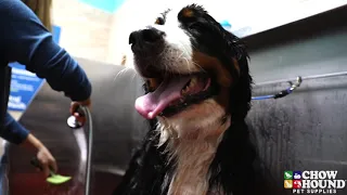 Chow Hound Pet Supplies Self-Serve Dog Wash