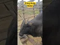 Lagu Pring dung heh balao.#bullfightingculture