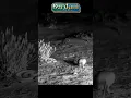Download Lagu PERTARUNGAN ULAR KOBRA VS TIKUS‼️#shortvideo #animals #trending #shorts #short