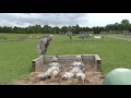 3rd Regiment Basic Camp 2017 Small Unit Tactics
