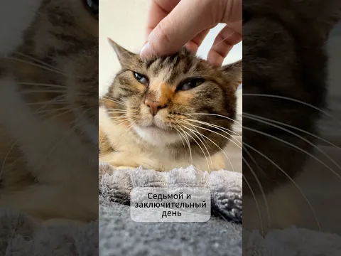 Кошка после 368 🫳 выглядит так #catvideos #shorts