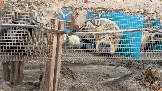 Kaatz Bros fox fur farm