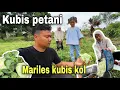 Lagu MARILES KUBIS PETANI DI BENGKULU⁉️ BANYAK KUBIS YANG TERTINGGAL 
