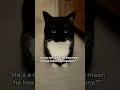 Download Lagu Uni is very expressive! :3  #catsofyoutube #funnycat #cutecat