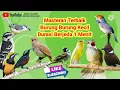 Download Lagu Masteran Burung Kecil Terbaik Jeda 1 Menit || 10 Masteran Kombinasi Burung Kecil