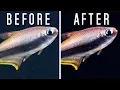 How to Edit Your Fish Photo s EASY FREE