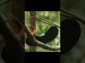 Download Lagu Riflebird male performs amazing dance to attract female #birds