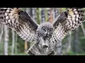Download Lagu Owl Sounds, Wolf Sounds, Suara Burung Hantu, Suara Serigala