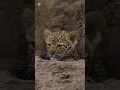 Download Lagu Animal transformation videos #viralvideo animal