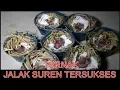 Download Lagu Ternak Jalak Suren, Ini Cara yang Paling Mudah Bagi Pemula