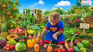 Monkey Bibi takes care of the fruit trees in the garden