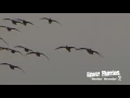 Specks Landing in Deadly Decoys