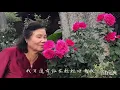 心聲淚痕（姚蘇蓉）