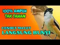 Lagu PASTI TAK TAHAN CENDET MENDENGARNYA❗ PANCINGAN CENDET AGAR RAJIN BUNYI❗❗