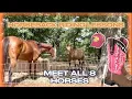 8 of The Most Beautiful Horses In The World
