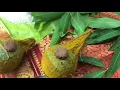 Download Lagu Ganapathy homam preparation/Tamil murai/கணபதி ஹோமம் முன் ஏற்பாடு/ தமிழ் முறை