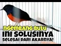 Download Lagu 6 faktor penyebab murai batu di rumah ngembang bulu